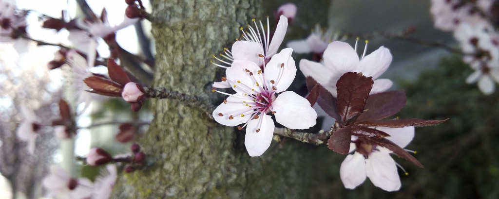 Don Diseño No diseño para ti diseño contigo 04 responsable flor del almendro arbol de la imprudencia